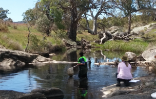 Citizen Scientists in action, searching for specimens in a body of water. Courtesy of Northern and Yorke Landscape Board